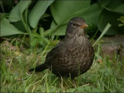 En plumage nuptial, comment diffrencier le mle de la femelle chez le Merle noir (Turdus merula) ?