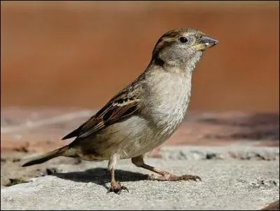 En plumage nuptial, existe-t-il un moyen de distinguer le mle de la femelle chez le Moineau domestique (Passer domesticus) ?