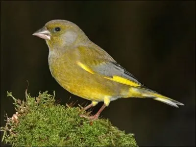 En plumage nuptial, comment diffrencier un mle d'une femelle Verdier d'Europe (Carduelis chloris) ?