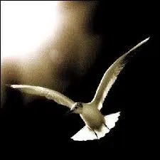 Quel humoriste, sarcastique par sa libert d'expression, s'attaquant aux valeurs morales et politiques, a dit  La libert c'est un mot qui a fait le tour du monde et qui n'en est jamais revenu  ?