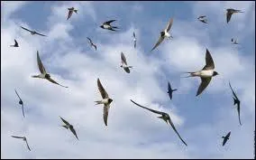 Qui chantait  On rvait de Venise et de libert ?