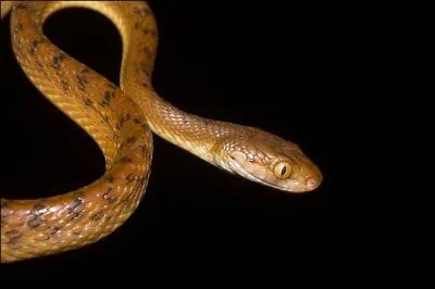 L'le de Guam est envahie de serpents. Pour les dloger, les autorits ont lanc un plan d'action trs original. Quel est-il ?