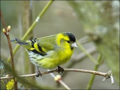 En plumage nuptial, qu'est-ce qui permet de sexer le Tarin des aulnes (Carduelis spinus) ?