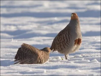 Que faut-il observer pour dterminer le sexe d'une Perdrix grise (Perdix perdix) ?