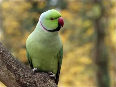 Qu'est-ce qui permet de distinguer le mle de la femelle chez la Perruche  collier (Psittacula krameri) ?