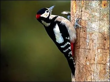 Quelle partie de la tte permet de diffrencier le mle de la femelle chez le Pic peiche (Dendrocopos major) ?
