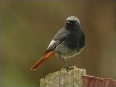 Quel critre peut donner un indice sur le sexe de l'individu chez le Rougequeue noir europen (Phoenicurus ochruros gibraltariensis) ?