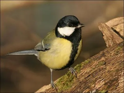 Y a-t-il un moyen de diffrencier un mle d'une femelle Msange charbonnire (Parus major) ?
