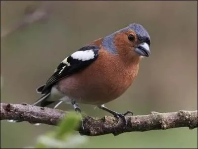 En plumage nuptial, quel critre est infaillible pour distinguer du premier coup d'oeil les mles des femelles Pinson des arbres (Fringilla coelebs) ?