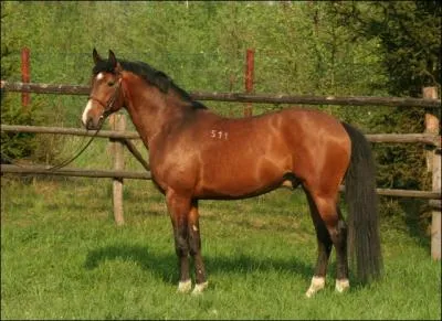 Ce cheval appartient  une race issue de la rgion Malopolska en Pologne :