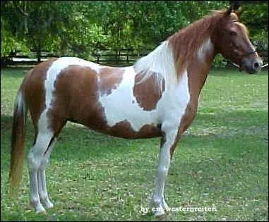 Je suis une race connue car je suis pie sous toutes les formes. Je viens d'Argentine. Alors, qui suis-je ?