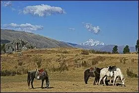 Ce cheval vivant au Prou est petit mais robuste et est capable d'accomplir de longs parcours dans les Andes :
