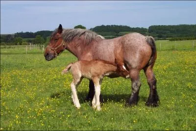 Ce cheval de trait franais est trs remarquable par sa taille, il vit plutt  l'est de la France dans la rgion Bourgogne :