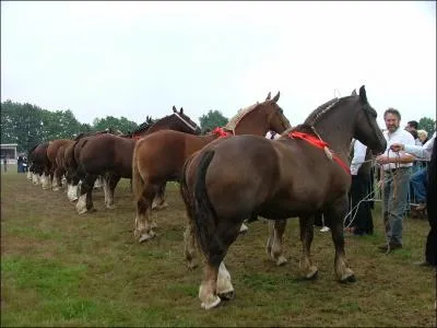 Ce cheval de trait galement franais vient d'une trs belle rgion de France et il est remarquable grce  sa robe alezane crins lavs :