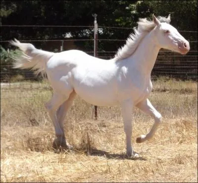 Ce cheval amricain est dot d'une robe blanche unie. Les contours de ses yeux et de sa bouche sont roses :