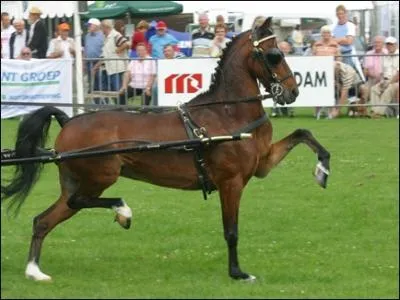 Cette espce anglaise est un cheval de trait spcial car il possde une morphologie dite de carrossier :