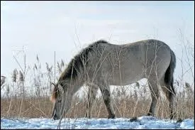 Que dois-je mettre l'hiver  mon cheval quand il est tondu ?