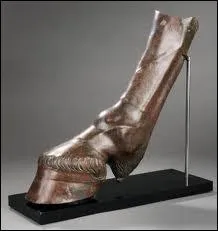 Le principe de balzane n'existe pas ...