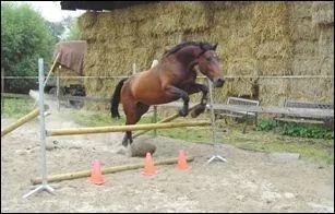 Qu'est-ce qu'un cavaletti ?