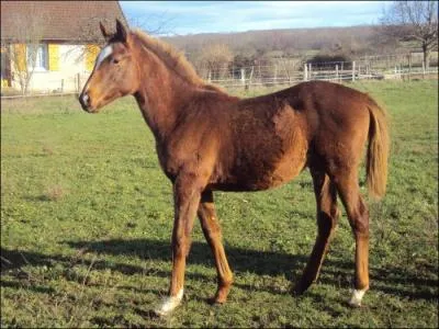 Quels sont les champions du monde des purs-sangs dans le domaine de la course ?