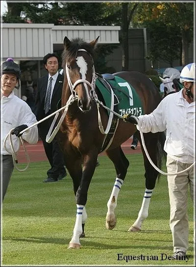 Un pur-sang est un cheval  sang :