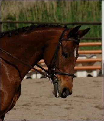 Quelle(s) est(sont) l'(les) abrviation(s) du pur-sang ?