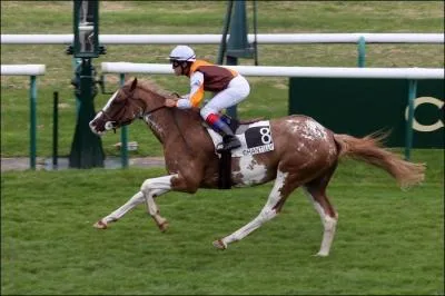 Les purs-sangs sont dous pour :