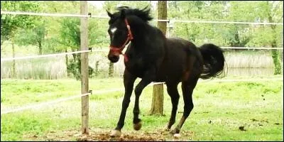 Quels sont les problmes du pur-sang ?