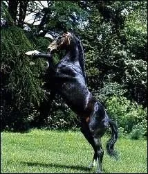 Quel est le poids moyen des purs-sangs ?