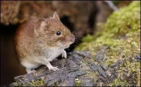 Quel est ce rongeur ?