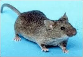 Quel est ce rongeur ?