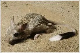 Quel est ce rongeur ?