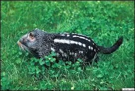 Quel est ce rongeur ?