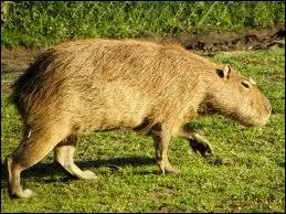 Quel est ce rongeur ?