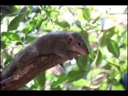 Quel est ce rongeur ?