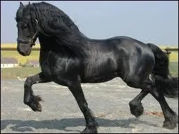 Quelle est cette race de cheval ?