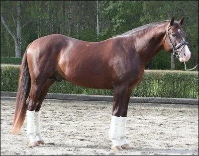 Quelle est cette race de cheval ?