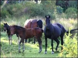 Quelle est cette race de cheval ?