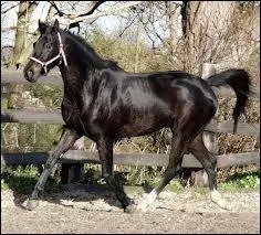 Quelle est cette race de cheval ?