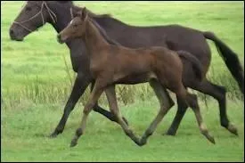 Quelle est cette race de cheval ?