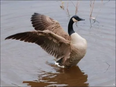 Dsormais bien implante en France, surtout dans le Nord, cette Bernache est en gnral assez peu craintive.