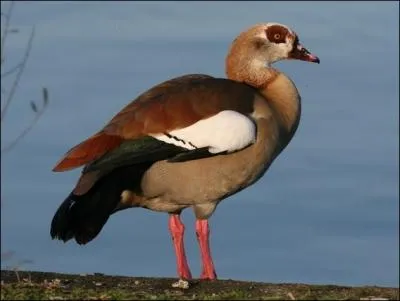 Introduit en Angleterre et progressivement naturalise en Europe (Pays-Bas et France notamment), ce  canard  est facilement reconnaissable au contour sombre de son oeil.