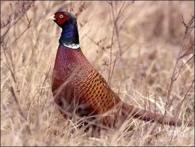 Le Faisan de Colchide (Phasianus colchicus) fait partie de la biodiversit franaise depuis le Moyen-ge (voire l'Antiquit). Introduit d'abord pour la chasse, il nous vient tout droit...