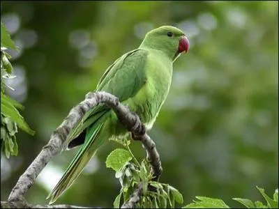 La Perruche  collier (Psittacula krameri) est une des quelques espces dites invasives en France, et dans d'autres pays europens. Elle serait arrive par avion...