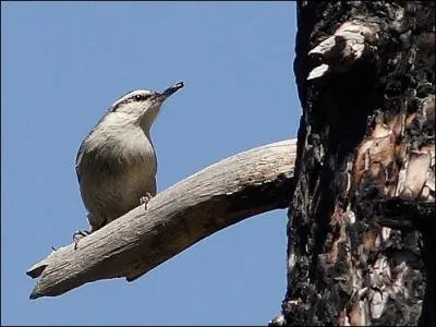 La Sittelle corse (Sitta whiteheadi), originaire de l'le de beaut, a une particularit notable.