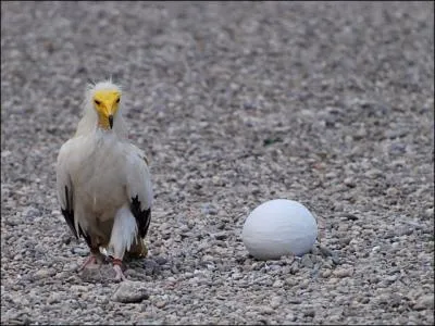 Ce petit vautour, le percnoptre, a une facult plutt rare chez les oiseaux !