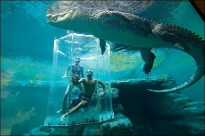 Dans la baie de Zapata (Baie des cochons),  Cuba, on protge un animal unique !