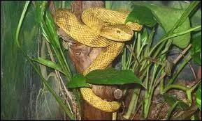 L'Ile de Queimada Grande, au Brsil, possde un locataire particulirement dangereux, mais trs pris par les laboratoires pour son venin, ce locataire venimeux est improprement appel !