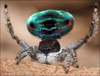 Cette imitation d'araigne est un odieux trucage !