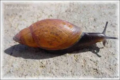 Un escargot terrestre peut tre carnivore !